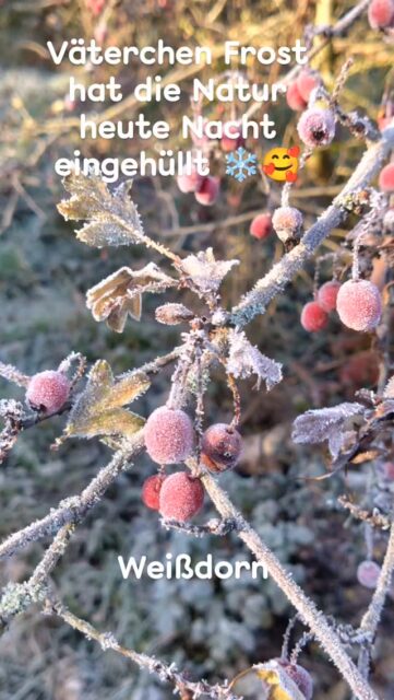 Väterchen Frost hat die Natur heute Nacht eingehüllt ❄️ 🥰
Hättest du noch alle Pflanzen in ihrem Wintergewand erkannt? 🌿
#heilpflanzenwissen #heilpflanzenkunde #naturpädagogik #kräuterwissen #naturgarten #heilkräuter #heilpflanzenerkennen #naturimwinter #kräuterwissen #alteswissen #naturverbunden #wirsindnatur