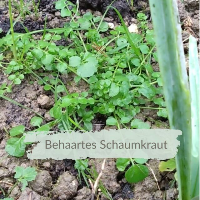 Vitamine vor der Haustür: Behaartes Schaumkraut🌿
Oft denkt man, dass sich im Winter keine Wildkräuter mehr zeigen, von deren Vitamine man gerade in dieser Jahreszeit profitieren kann. Aber tatsächlich wächst mehr, als man denkt: Gänseblümchen im Rasen, frischer Spitzwegerich und Brennnessel – und überall dazwischen das oft übersehene behaarte Schaumkraut (Cardamine hirsuta).
Das kleine Kreuzblütengewächs steckt voller wertvoller Inhaltsstoffe und ist ein echtes Winter-Boost-Kraut 💪❄️
Es liefert Vitamin C, Bitter- und Gerbstoffe sowie Senfölglykoside, die antibakteriell und antiviral wirken – quasi ein natürliches Antibiotikum aus dem Beet 🌱
✨ Wirkung:
• unterstützt Immunsystem & Verdauung
• stärkt Leber & Niere
• wirkt blutreinigend
• äußerlich als kurzer Umschlag bei Gelenkbeschwerden (Achtung: nur wenige Minuten!)
🥗 In der Küche:
Frisch ist es am besten! In Quark, auf dem Brot oder im Salat schmeckt es herrlich kresseartig. Beim Kochen erst ganz zum Schluss zugeben, damit die Wirkstoffe erhalten bleiben.
🔍 So erkennst du behaartes Schaumkraut:
🌿 es wächst aus einer Rosette heraus mit feinen, unpaarig gefiederten Stängeln
🌿 rundliche, glattrandige Blättchen (Endblatt am größten)
🌿 kleine weiße vierzählige Blütchen (Februar–Juni)
🌿 aufrechte Schoten, die ihre Samen „springen“ lassen
🌿 leicht scharf, ältere Blätter etwas bitter
🌿 wichtige Nahrungsquelle für Wildbienen 🐝
Vielleicht wächst das Superfood ja schon zwischen deinen Terrassenplatten oder munter im Beet😉
Komm gut und gesund durch den Winter! ❄️🌱
#behaartesschaumkraut #winterkräuter #wildkräuterliebe #pflanzenwissen #heilpflanzen #essbarewildpflanzen #naturapotheke #kräuterzeit #immunsystemstärken #wildundgesund #pflanzenpower #lebenmitdernatur