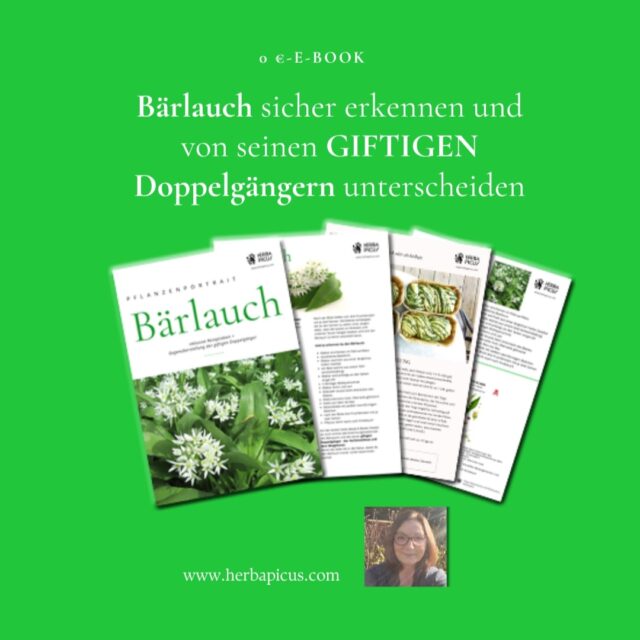 BÄRLAUCH – einer meiner liebsten Vitaminbooster im Frühling 🌱
Wenn man im eigenen Garten weiß, was genau wo wächst - alles kein Problem!
Aber wie sieht es aus, wenn du in der Natur unterwegs bist und dir dieses Kraftpaket für kulinarische Rezepte pflücken willst?
Kannst du sicher sagen, ob es sich um Bärlauch, Maiglöckchen oder Herbstzeitlosen-Blätter handelt?
Damit du wirklich nie mehr ratlos vor dem gesunden Grün stehst und den Bärlauch sicher von seinen giftigen Doppelgängern unterscheiden kannst, findest du ab sofort ein KOSTENLOSES E-Book zum Download auf meiner Website.
Für sage und schreibe 0 € lernst du
🌱 alle wichtigen Erkennungsmerkmale des Bärlauchs kennen
🌱 Interessante Erkenntnisse über die Nutzung der gesamten (!) Pflanze (angefangen von der Zwiebel bis zu den Samen)
🌱 gesundheitliche Wirkungen des Bärlauchs
🌱 und vor allen Dingen auch alle Erkennungsmerkmale seiner giftigen Doppelgänger
🍴Und natürlich dürfen leckere Rezepte im E-Book nicht fehlen.
📃Die letzte Seite des E-Books kannst du dir übrigens für deine Kräuterwanderungen ausdrucken, denn da habe ich dir nochmal alle Erkennungsmerkmale von Bärlauch, Maiglöckchen und Herbstzeitlose aufgelistet.
Schau doch am besten gleich mal nach, ob sich schon die ersten Spitzen des Bärlauchs in deiner Umgebung zeigen 😃 Bei uns geht langsam los!
Ich wünsche dir viel Spaß beim Sammeln!
#bärlauch #bärlauchsammeln #kräutersammeln #giftigedoppelgänger #kräuterimfrühling #vitamineausdernatur #kräutererkennen #kräuterküche #bärlauchebook #kräuterwanderungenwiesbaden #wiesbaden