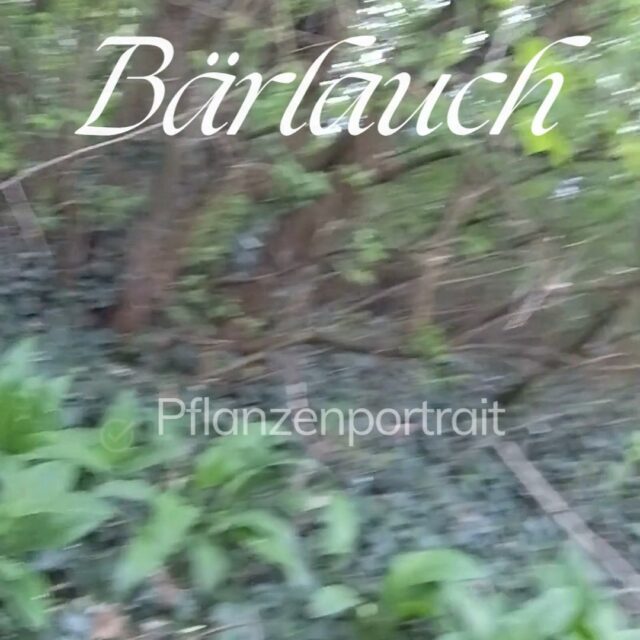 BÄRLAUCH IM FRÜHLING 🌱

Mit den ersten warmen Tagen beginnt die Bärlauchsaison. Bärlauch ist für viele ein fester Bestandteil der Frühlingsküche und eine wertvolle Vitaminquelle. 🌿

Während die Bestimmung im eigenen Garten meist eindeutig ist, da man weiß, an welchen Stellen der Bärlauch wächst, stellt sich draußen in der Natur oft eine wichtige Frage: Bärlauch oder giftiger Doppelgänger? ☠️

Um dir hier mehr Sicherheit zu geben, findest du ein kostenloses E-Book auf meiner Website.

Darin erfährst du:
🌱 welche Merkmale Bärlauch eindeutig kennzeichnen
🌱 wie die gesamte Pflanze genutzt werden kann – von der Zwiebel bis zu den Samen
🌱 welche gesundheitlichen Wirkungen ihm zugeschrieben werden
🌱 woran du giftige Doppelgänger wie Maiglöckchen oder Herbstzeitlose sicher erkennst
🍴 Ergänzt wird das Ganze durch leckere Rezepte.
📄 Eine kompakte Übersicht auf der letzten Seite kannst du dir für unterwegs ausdrucken.

Vielleicht entdeckst du ja schon die ersten Bärlauchblätter in deiner Umgebung? 😉

Viel Freude beim Sammeln!🌿🧺

#bärlauch #wildkräuter #kräuterwissen #kräutersammeln #pflanzenbestimmung #frühlingsküche #naturwissen #foraging #wiesbaden