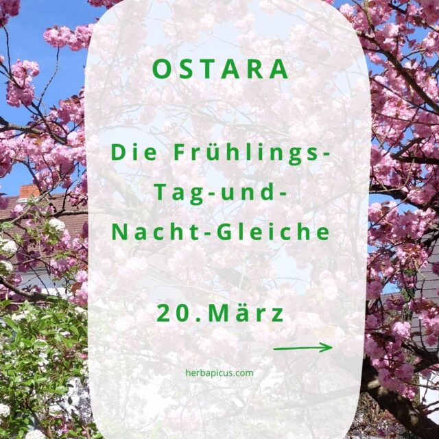 Heute ist Frühlings-Tag-und-Nacht-Gleiche - juchhuuuh 🎉 Endlich siegt das Licht über die Dunkelheit, die Tage werden wieder länger als die Nächte. Ist das nicht schön 😍

Wer mir schon länger folgt weiß, dass ich ein großer Fan keltischer Traditionen bin. Schließlich liegen darin die Wurzeln unserer Vorfahren. Und es liegt mir einfach am Herzen, dass wir diese Traditionen und das alte Wissen nicht aus den Augen verlieren.

Daher findest du Informationen zu allen keltischen Jahreskreisfesten auf meiner Website:
👉 herbapicus.com/category/altes-wissen/

Zum heutigen Frühlingsanfang steht natürlich OSTARA im Fokus.

Swipe durch den Beitrag und lass' dich vom Frühling verzaubern. 🦋☀️🌸

Frische Wildkräuter, die dir jetzt so einen richtigen Energieschub nach dem langen, trüben Winter verleihen, findest du ebenfalls im Slider.

Also: Schnappe dir einen kleinen Korb, mach dich auf den Weg, und halte Ausschau, was dir der Frühling schon alles zu bieten hat! 🧺😉🌿

Einen schönen Frühlingsanfang und einen ordentlichen Energieschub wünscht dir

deine Claudia 🌸🧙‍♀️

#naturpädagogik #ostara #frühlingstagundnachtgleiche #frühlingsbeginn #frühlingszauber #kräuterwissen #alteswissen #keltischejahreskreisfeste #jahreskreisfeste #wildkräuter #wildkräuterimfrühling #kräuterhexe #wiesbaden