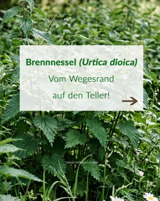 Wilde Kraft voraus: Die Brennnessel-Saison ist da! 🌿

Viele sehen in ihr nur ein lästiges Unkraut, aber für mich ist die Brennnessel eine absolute Königin unter den heimischen Wildpflanzen. Sie ist nicht nur unglaublich gesund, sondern auch ein echtes kulinarisches Highlight!

Daher habe ich gleich zwei neue Blogbeiträge für dich frisch veröffentlicht:

1️⃣ Die Brennnessel sicher erkennen und sammeln: Ich zeige dir, wie du 𝘜𝘳𝘵𝘪𝘤𝘢 𝘥𝘪𝘰𝘪𝘤𝘢 zweifelsfrei bestimmst und wo du am besten sammelst.

2️⃣ Mein liebstes Rezept für cremige Brennnessel-Pesto: Hast du deine Beute sicher nach Hause gebracht? Dann verarbeite sie zu dieser leckeren, nussigen Pesto. Passt perfekt zu Pasta, auf frischem Brot, in Salat-Dressings oder als Dip.

Beide Beiträge mit allen Tipps, Tricks und dem vollständigen Rezept findest du jetzt auf herbapicus.com/blog/.
Den Link zu meinem Blog findest du wie immer oben in unserer Bio! ⬆️

Was ist dein Lieblingsrezept mit Brennnessel? Hast du dieses Jahr schon Brennnesseln gesammelt?

#herbapicus #brennnessel #wildkräuter #heimischessuperfood #kräuterwissen #wildkräuterliebe #pesto #rezept #kräuterpädagogik #nachhaltigleben #frühlingsküche #urticadioica #kräuterhexe