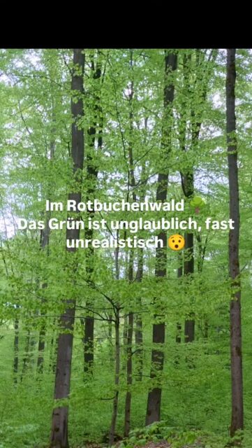 #auszeitimwald #naturpädagogik #naturverbunden #naturretreat #wildkräuterwanderung