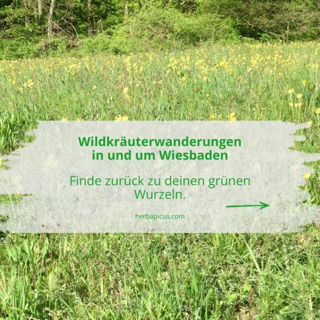 🌿 Was am Wegesrand auf dich wartet

Heute war ich wieder draußen in Wald und Feld:

🌸 Sternmiere (Stellaria media) → zarte weiße Sternblüten mit 5 tief gespaltenen Kronblättern, lineal-lanzettliche Blätter, 4-kantiger Stängel ✅ Nicht giftig 🌿ein paar Blüten in Salat oder Suppen verwenden💡ihre kleine Schwester, die Vogelmiere, schmeckt besser 😉

🌼 Schlüsselblume (Primula veris) → Zart gelbe, einseitswendige Doldenblüten mit orangen Nektarmalen, runzelige, spatelförmige Blätter mit welligem Rand ✅ Nicht giftig 🌿 Klassisches Hustenmittel, da schleimlösend und auswurffördernd, stärkt die Atemwege💡anerkannte medizinische Wirkung

🌱 Zypressen-Wolfsmilch (Euphorbia cyparissias) → Vielästige Pflanze mit nadelartigen Blättern, gelbgrüne Blüten, milchiger Latex beim Brechen ⚠️ Giftig → Hautkontakt mit dem Milchsaft vermeiden! 🌿 Früher äußerlich gegen Warzen verwendet, innerlich nicht ratsam

🌿 Wiesen-Sauerampfer (Rumex acetosa) → Pfeilförmige Blätter, rötliche Rispen, charakteristisch saurer Geschmack ✅ In kleinen Mengen ungiftig, Oxalsäuregehalt beachten 🌿 Verdauungsfördernd, reich an Vitamin C

💜 Günsel (Ajuga reptans) → Niedrige, ausläufertreibende Pflanze mit violettblauen Lippenblüten, dunkle Laubrosetten ✅ Nicht giftig 🌿 Traditionell wundheilend und entzündungshemmend, in der TEM zur Leberstärkung

🌼 Rainfarn (Tanacetum vulgare) → Kräftige, aufrechte Pflanze mit herbem Geruch, fiederspaltige Blätter, gelbe Knopfblüten (Scheindolden) ⚠️ In großen Mengen giftig, daher nicht innerlich anwenden! 🌿 als Sud gegen Pflanzenschädlinge

Jede einzelne davon wächst einfach so am Wegesrand 💚 Genau deshalb liebe ich Wildkräuterwanderungen. Denn wenn du erst einmal weißt, was da draußen alles wächst, siehst du die Natur mit anderen Augen.

Wenn du endlich wissen möchtest, was am Wegesrand wächst, komm mit mir auf eine Kräuterwanderung in Wiesbaden und Umgebung! Ich zeige dir, wie du Pflanzen sicher erkennst, was sie dir schenken können und wie viel Kraft in einem einzigen Waldspaziergang steckt.

👉 Alle Termine und Infos findest du auf herbapicus.com

Ich freu mich auf dich!
Deine Claudia 🧙‍♀️

#wildkräuter #kräuterwanderung #naturpädagogik #wiesbaden