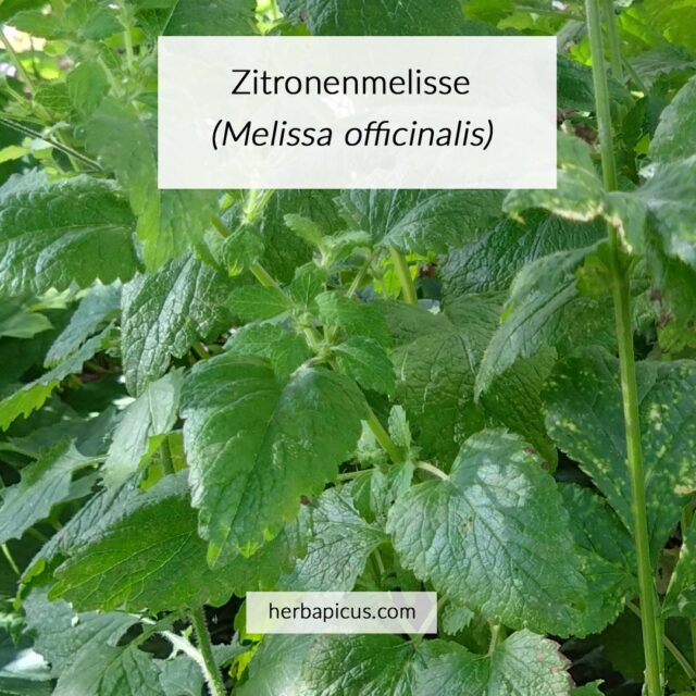 34° C im Schatten 🥵 und keine Abkühlung in Sicht.
🌿 Deine Erfrischung des Sommers wächst direkt im Garten. Frisch und zitronig. Jetzt ist der perfekte Zeitpunkt, die aromatischen Blätter der Zitronenmelisse (Melissa officinalis) zu ernten. Verantwortlich für den Zitronenduft sind ätherische Öle wie Citral und Citronellal, die ihr den frischen Duft verleihen.
Du erkennst die Zitronenmelisse an ihrem vierkantigen Stängel, den kreuzgegenständig angeordneten, leicht runzeligen Blättern und natürlich an ihrem Duft. Zerreibst du ein Blatt zwischen den Fingern, riecht es angenehm nach Zitrone 🍋
Doch Melisse kann weit mehr als nur erfrischen. Sie zählt seit Jahrhunderten zu den bedeutendsten Heilpflanzen Europas und wird heute unter anderem bei nervöser Unruhe, Anspannung, Einschlafbeschwerden und funktionellen Magen-Darm-Beschwerden eingesetzt.
Im Karussell zeige ich dir, wie du die Zitronenmelisse sicher bestimmst und daraus eine herrlich erfrischende Kräuter Limonade mit Minze als Kaltauszug zubereitest.
💚 Kleiner Kräutertipp: Für die Limonade setze ich die Zitronenmelisse kalt an. So bleibt ihr frisches Zitronenaroma besonders intensiv erhalten.
Als Tee entfaltet sie ihre Heilkraft ebenfalls wunderbar. Übergieße die Blätter dafür mit etwa 80° C heißem Wasser und lasse den Tee abgedeckt (!) 5 – 10 Minuten ziehen. So bleiben möglichst viele ätherische Öle erhalten, während sich gleichzeitig wertvolle Pflanzenstoffe wie Rosmarinsäure lösen.
👶 Hinweis für Familien: Für kleine Kinder verwende ich in der Limonade statt Pfefferminze lieber milde, mentholarme Minzsorten wie Marokkanische oder Grüne Minze.
🌿 Möchtest du heimische Heilpflanzen sicher bestimmen und ihre Verwendung kennenlernen? Dann begleite mich auf einer Kräuterwanderung rund um Wiesbaden. Ich freue mich auf dich!
#zitronenmelisse #melissaofficinalis #heilpflanzen #heilkräuter #wildkräuter #kräuterwissen #naturapotheke #phytotherapie #kräuterlimonade #sommerlimonade #kräutergarten #tem #hildegardmedizin #kräuterwanderung #wiesbaden #rheinmain #herbapicus