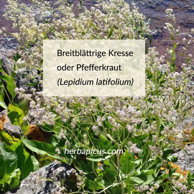 🌿 Breitblättrige Kresse – sag das ein paarmal schnell hintereinander 😅

Bei einer Wanderung durch das Naturschutzgebiet Graswarder in Heiligenhafen ist sie mir zum ersten Mal begegnet: die Breitblättrige Kresse, auch Pfefferkraut genannt. Ein Wildkraut, das ich vorher noch nie bewusst gesehen hatte.

Ein paar Tage später dann wieder – auf Fehmarn, an einer sonnigen Uferböschung. Kennst du das? Hat man eine Pflanze einmal kennengelernt, taucht sie plötzlich überall auf.

Auf den ersten Blick wirkt sie fast unscheinbar. Aber wer genauer hinsieht, entdeckt eine kräftige, ausdauernde Pflanze aus der Familie der Kreuzblütler, die mit Radieschen, Rettich, Senf und Gartenkresse verwandt ist. 🫜

So erkennst du die Breitblättrige Kresse:
🌱 aufrecht, bis zu 1 m hoch, mit weißlichem/hellgrünem Stängel
🌱 große, gezähnte Grundblätter, nach oben hin kleiner und schmaler
🌱 viele kleine weiße Blüten in lockeren Rispen (Juni bis ca. August)
🌱 zu Hause an Küsten, Ufern und Salzwiesen

Und der Name? Pfefferkraut kommt nicht von ungefähr. Ein wirklich winziges Blättchen auf der Zunge und ... holla! Eine Schärfe wie Wasabi-Nüsse, würzig und pikant.

Verantwortlich sind die Senfölglykoside, die auch Senf und Meerrettich ihre Schärfe geben.

Das komplette Portrait der Breitblättrigen Kresse liest du in meinem Blog (Link in Bio). 

👉 Ein Wort zum Sammeln: In Naturschutzgebieten gilt immer "beobachten statt pflücken". Dort darf die Natur einfach Natur sein!

Sammle Wildkräuter
🌿nur außerhalb geschützter Flächen
🌿ausschließlich nur solche, die du sicher bestimmen kannst
🌿immer nur so viel, wie du wirklich benötigst

Vielleicht entdeckst du das Pfefferkraut ja auch beim nächsten Küstenspaziergang. 💮

#breitblaettrigekresse #pfefferkraut #wildkraeuter #wildkraeuterwissen #essbarewildpflanzen #kraeuterwanderung #kreuzbluetler #ostsee #graswarder #fehmarn #naturschutz #wildkraeuterkueche #pflanzenkunde #herbapicus #naturverbunden