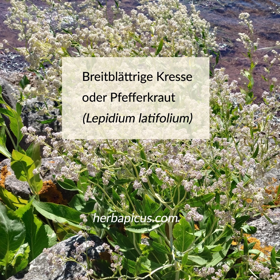 🌿 Breitblättrige Kresse – sag das ein paarmal schnell hintereinander 😅

Bei einer Wanderung durch das Naturschutzgebiet Graswarder in Heiligenhafen ist sie mir zum ersten Mal begegnet: die Breitblättrige Kresse, auch Pfefferkraut genannt. Ein Wildkraut, das ich vorher noch nie bewusst gesehen hatte.

Ein paar Tage später dann wieder – auf Fehmarn, an einer sonnigen Uferböschung. Kennst du das? Hat man eine Pflanze einmal kennengelernt, taucht sie plötzlich überall auf.

Auf den ersten Blick wirkt sie fast unscheinbar. Aber wer genauer hinsieht, entdeckt eine kräftige, ausdauernde Pflanze aus der Familie der Kreuzblütler, die mit Radieschen, Rettich, Senf und Gartenkresse verwandt ist. 🫜

So erkennst du die Breitblättrige Kresse:
🌱 aufrecht, bis zu 1 m hoch, mit weißlichem/hellgrünem Stängel
🌱 große, gezähnte Grundblätter, nach oben hin kleiner und schmaler
🌱 viele kleine weiße Blüten in lockeren Rispen (Juni bis ca. August)
🌱 zu Hause an Küsten, Ufern und Salzwiesen

Und der Name? Pfefferkraut kommt nicht von ungefähr. Ein wirklich winziges Blättchen auf der Zunge und ... holla! Eine Schärfe wie Wasabi-Nüsse, würzig und pikant.

Verantwortlich sind die Senfölglykoside, die auch Senf und Meerrettich ihre Schärfe geben.

Das komplette Portrait der Breitblättrigen Kresse liest du in meinem Blog (Link in Bio). 

👉 Ein Wort zum Sammeln: In Naturschutzgebieten gilt immer "beobachten statt pflücken". Dort darf die Natur einfach Natur sein!

Sammle Wildkräuter
🌿nur außerhalb geschützter Flächen
🌿ausschließlich nur solche, die du sicher bestimmen kannst
🌿immer nur so viel, wie du wirklich benötigst

Vielleicht entdeckst du das Pfefferkraut ja auch beim nächsten Küstenspaziergang. 💮

#breitblaettrigekresse #pfefferkraut #wildkraeuter #wildkraeuterwissen #essbarewildpflanzen #kraeuterwanderung #kreuzbluetler #ostsee #graswarder #fehmarn #naturschutz #wildkraeuterkueche #pflanzenkunde #herbapicus #naturverbunden