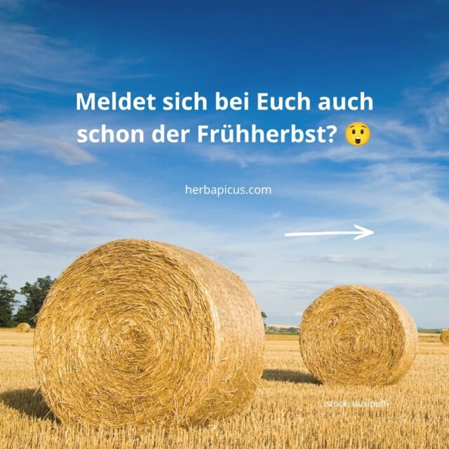 Meteorologisch stecken wir noch mitten im Hochsommer. Doch die Natur hält sich nicht an den Kalender, sie richtet sich nach dem, was tatsächlich blüht, reift und fällt. 🌿
Genau das beschreibt die Phänologie: Sie teilt das Jahr nicht in vier, sondern in zehn Jahreszeiten ein. Als Maßstab dienen sogenannte Zeigerpflanzen. Das sind heimische Pflanzen, deren Entwicklung den Übergang in die nächste Phase anzeigt.
Die zehn phänologischen Jahreszeiten und ihre Zeigerpflanzen:
🌱 Vorfrühling – die Hasel blüht
🌷 Erstfrühling – die Forsythie beginnt zu blühen
🍏 Vollfrühling – die Apfelblüte beginnt
🌼 Frühsommer – der Holunder blüht
🌳 Hochsommer – die Sommerlinde blüht
🍎 Spätsommer – die ersten (Früh-)Äpfel reifen
🫐 Frühherbst – die Holunderbeeren reifen
🌰 Vollherbst – die Kastanien fallen
🍂 Spätherbst – das Stieleichenlaub verfärbt sich
❄️ Winter – Stieleichenlaub und Lärchennadeln fallen ab
Bei uns im Garten in Wiesbaden ist seit Anfang der Woche der Frühherbst eingezogen: Die Holunderbeeren sind reif.
In deiner Region hängt vielleicht noch der Spätsommer mit den ersten Frühäpfeln in der Luft.
Phänologie ist regional und lässt sich direkt vor der eigenen Haustür beobachten.
Achte in den nächsten Tagen einmal bewusst darauf, was um dich herum reift und sich verfärbt. Sobald man die Zeiger der Natur lesen kann, wird aus einem gewohnten Weg plötzlich eine kleine Entdeckungsreise.
Lust auf mehr Pflanzenwissen direkt vor deiner Haustür? Alle nächsten Kräuterwanderungen und Workshops findest du unter herbapicus.com/termine/ 💮
Deine Claudia 🌿
#phänologie #zeigerpflanzen #phänologischejahreszeiten #frühherbst #holunder #holunderbeeren #wildkräuter #heilpflanzen #kräuterwissen #naturverbunden #naturentdecken #altewissen #naturbeobachtung #jahreskreis #kräuterwanderung #wiesbaden #rheinmain #saisonal