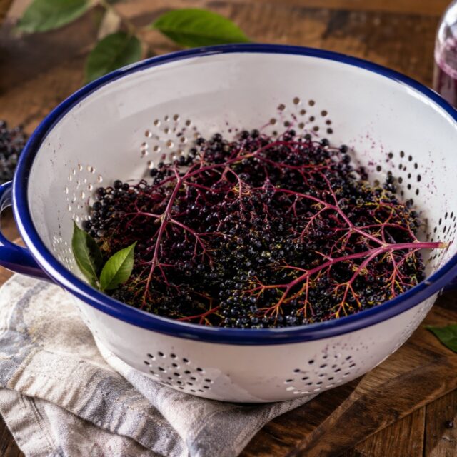 Holunderbeersaft: Frühherbst im Glas.

Die Holunderbeeren werden tiefviolett bis fast schwarz, und damit beginnt aus phänologischer Sicht der Frühherbst. 🍂

Wie du inzwischen von meinem vorletzten Post weißt, kennt die Natur nicht nur vier Jahreszeiten, sondern zehn phänologische Jahreszeiten. Und die reifen Holunderbeeren sind eine ihrer Zeigerpflanzen.

Also schnell noch ein paar Beerendolden ernten, bevor die Vögel schneller sind als ich. 🤭

Aus den reifen Holunderbeeren, Wasser, Zimt und Vanille habe ich einen wunderbar aromatischen Holunderbeersaft gekocht.

Die Beeren werden zunächst mindestens 30 Minuten gekocht, anschließend ausgepresst und der Saft mit einer Zimtstange und einer aufgeschlitzten Vanillestange verfeinert.

Warum so lange kochen? Roh enthalten Holunderbeeren Sambunigrin, ein cyanogenes Glykosid, das Übelkeit und Erbrechen auslösen kann. Erst ausreichendes Erhitzen baut es zuverlässig ab, dann steht dem Genuss nichts mehr im Weg.

Das Ergebnis? Ein Saft, der tiefdunkel ist, kräftig, würzig und wunderbar nach Frühherbst schmeckt.

Ich trinke den Holunderbeerensaft gerne mit etwas Wasser verdünnt. Und wenn der Winter kommt, lässt sich der Saft auch erwärmen und als würziges Getränk genießen. Oder ich verwende ihn als Grundlage für Holunderbeeren-Gelee.

⚠️ BEACHTE: Holunderbeeren niemals roh verzehren. Verwende ausschließlich vollständig ausgereifte Beeren und erhitze sie ausreichend.

👉 Das vollständige Rezept mit allen Mengenangaben und Zubereitungsschritten findest du auf meinem Blog:
🔗 https://herbapicus.com/holunderbeersaft-selber-machen/

#herbapicus #holunder #holunderbeeren #holunderbeersaft #holundersaft #wildfrüchte #wildpflanzen #wildkräuter #naturküche #naturapotheke #vorratausdernatur #saisonalkochen #saisonaleküche #spätsommer #frühherbst #phänologie #phänologischerjahreskalender #naturverbunden #kräuterwissen #alteswissen
