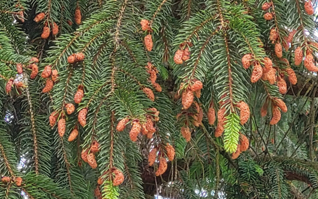 Wenn Fichten alles geben