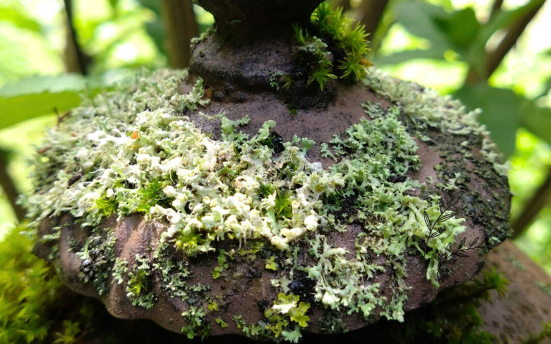 Flechten und Moose