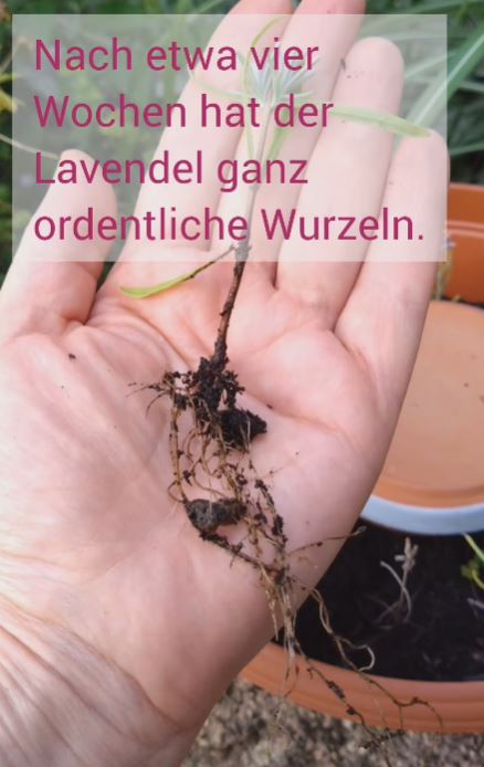 Lavendel_Stecklinge_Wurzel
