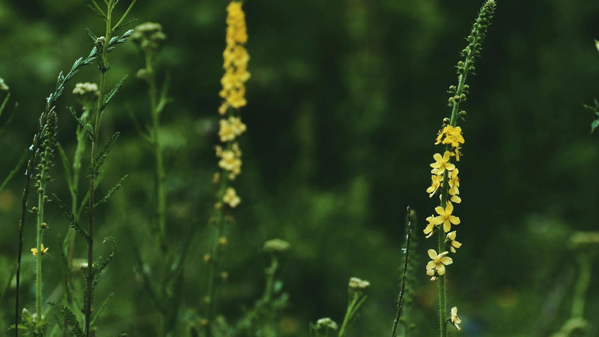 Odermennig, Agrimony