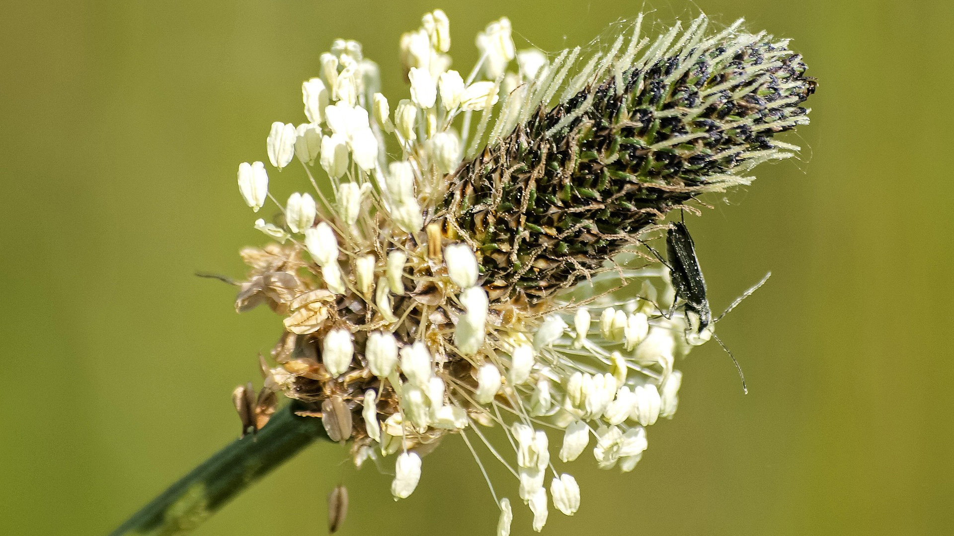 Spitzwegerich_Bluete_16_9