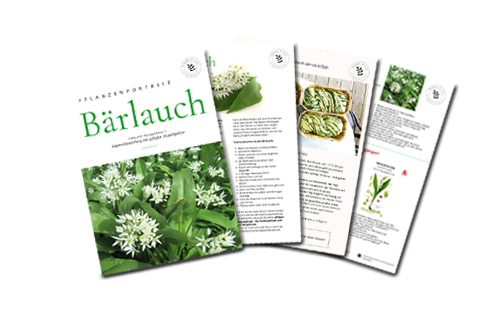 E-Book Bärlauch zum Download E-Book Bärlauch zum Download
