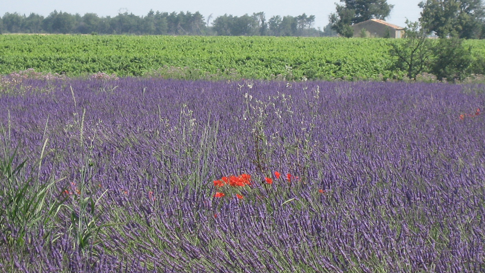 Mohn im Lavendelfeld Mohn im Lavendelfeld