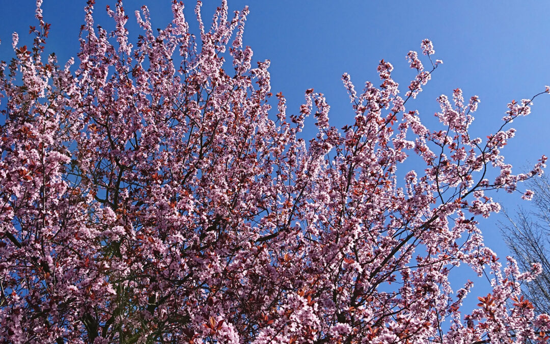 OSTARADie Frühlings-Tag-und-Nacht-Gleiche