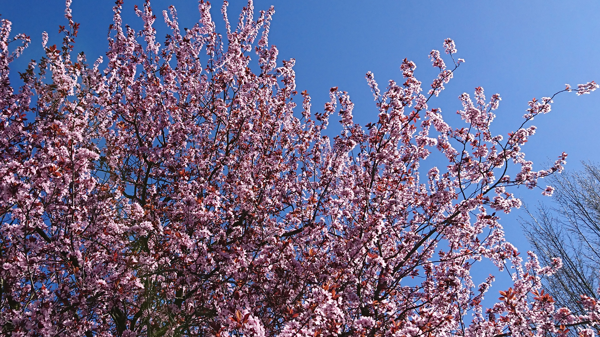 Ostara - Frühlings-Tag-und-Nacht-Gleiche