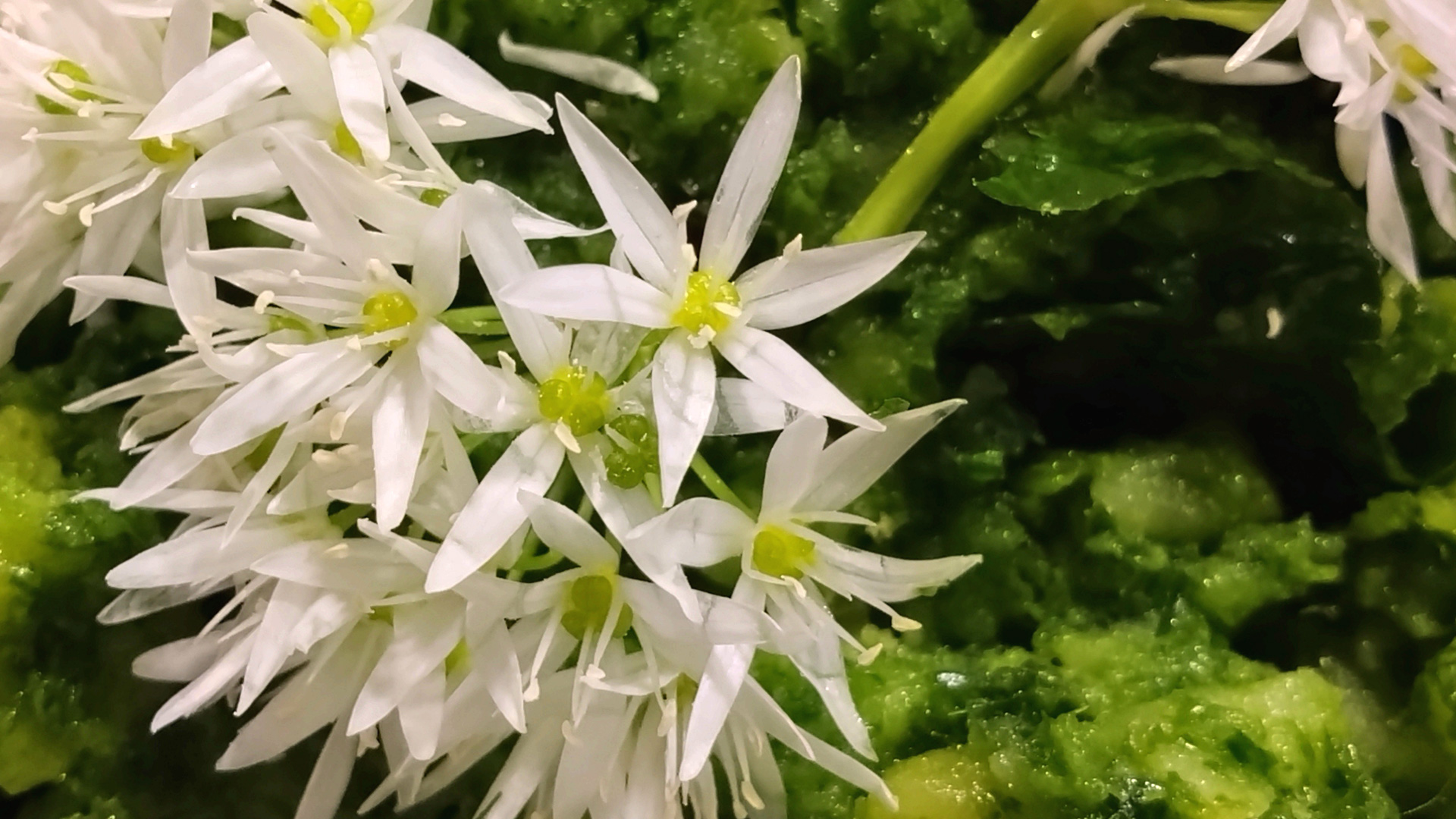 Baerlauch_Blueten_an_Aufstr Bärlauch, Blüten an Bärlauch-Aufstrich