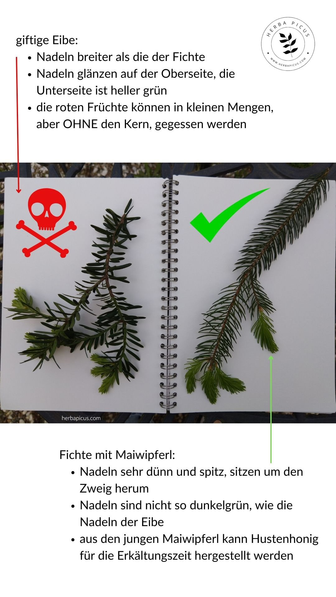 Fichte vs. Eibe