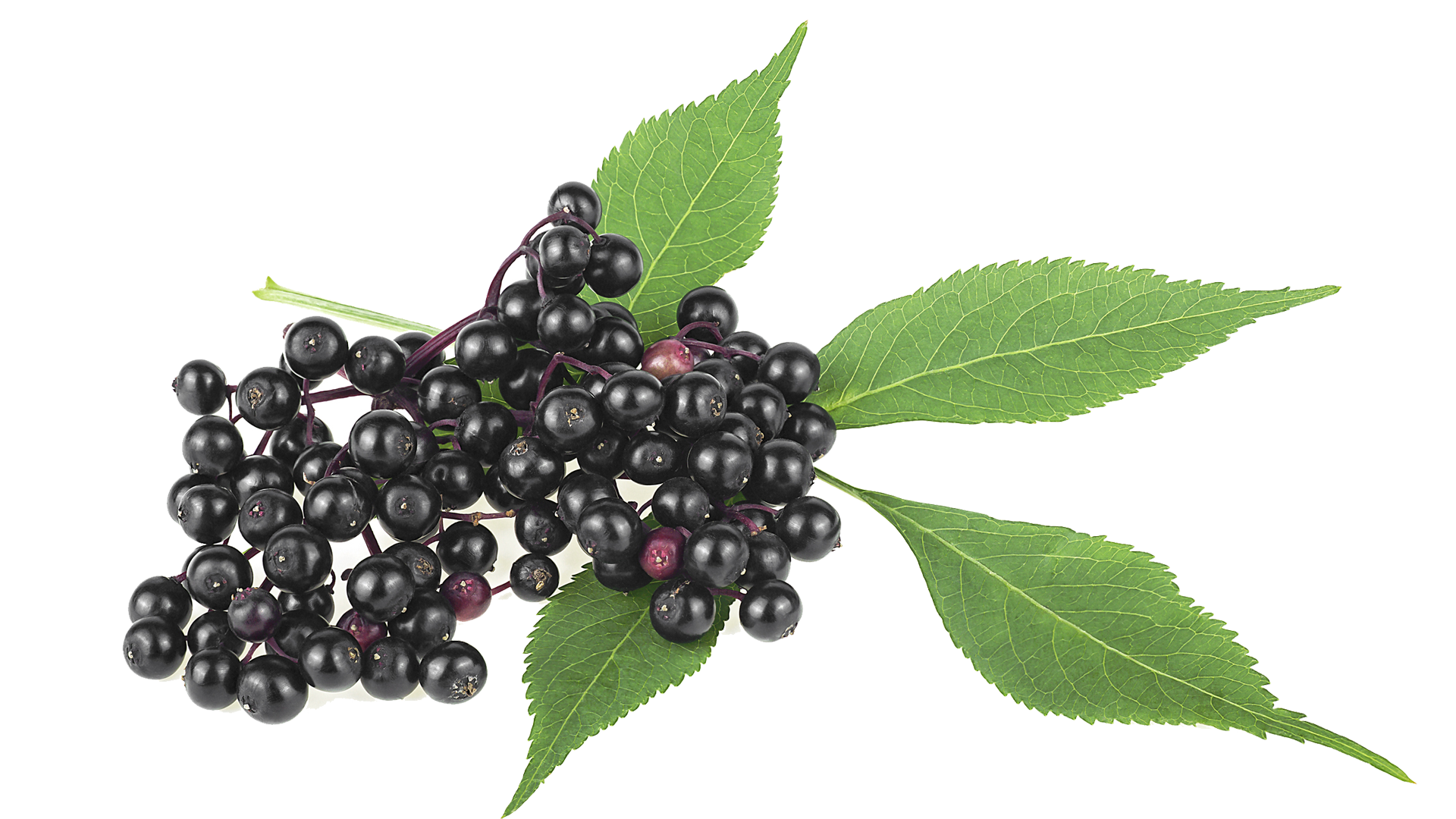 Holunderbeeren