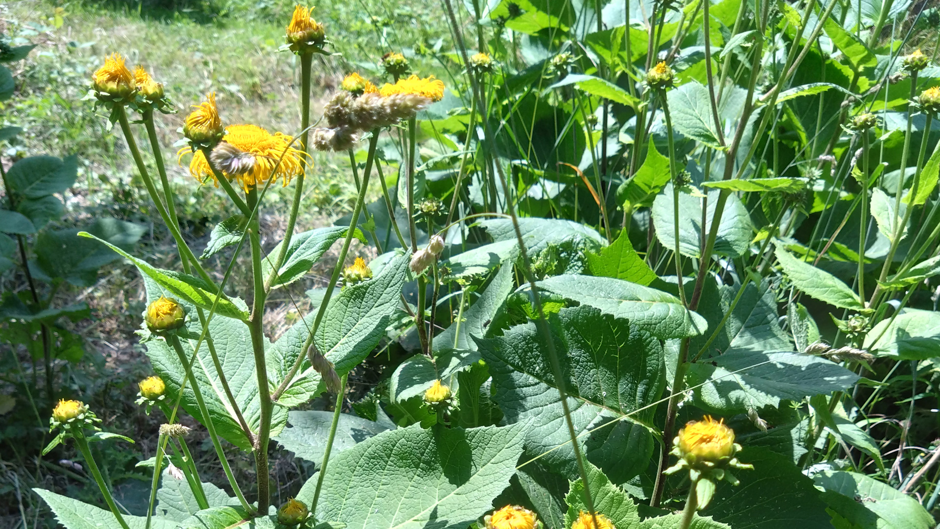 Alant (Inula Helenium)