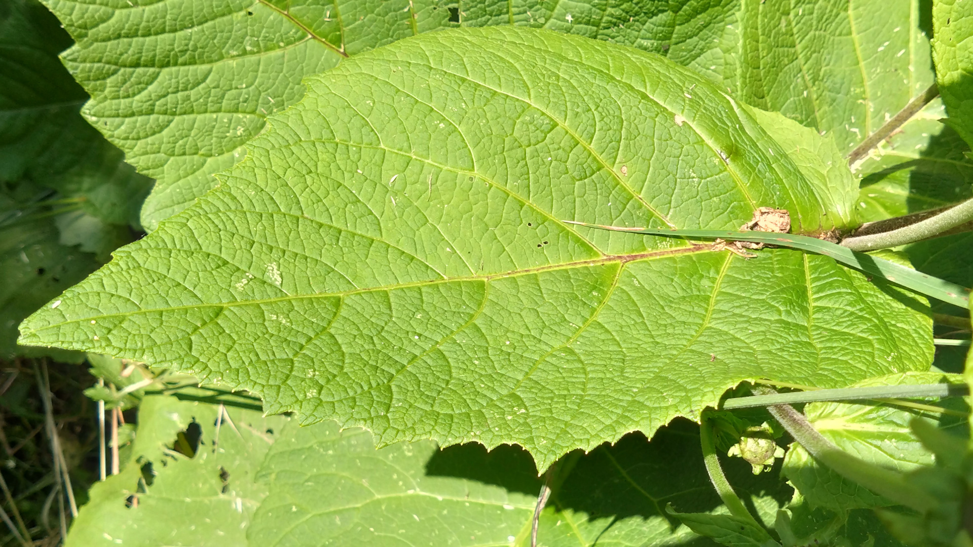 Alantblatt