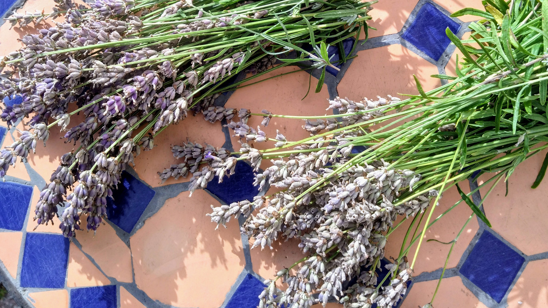 Lavende trocknen
