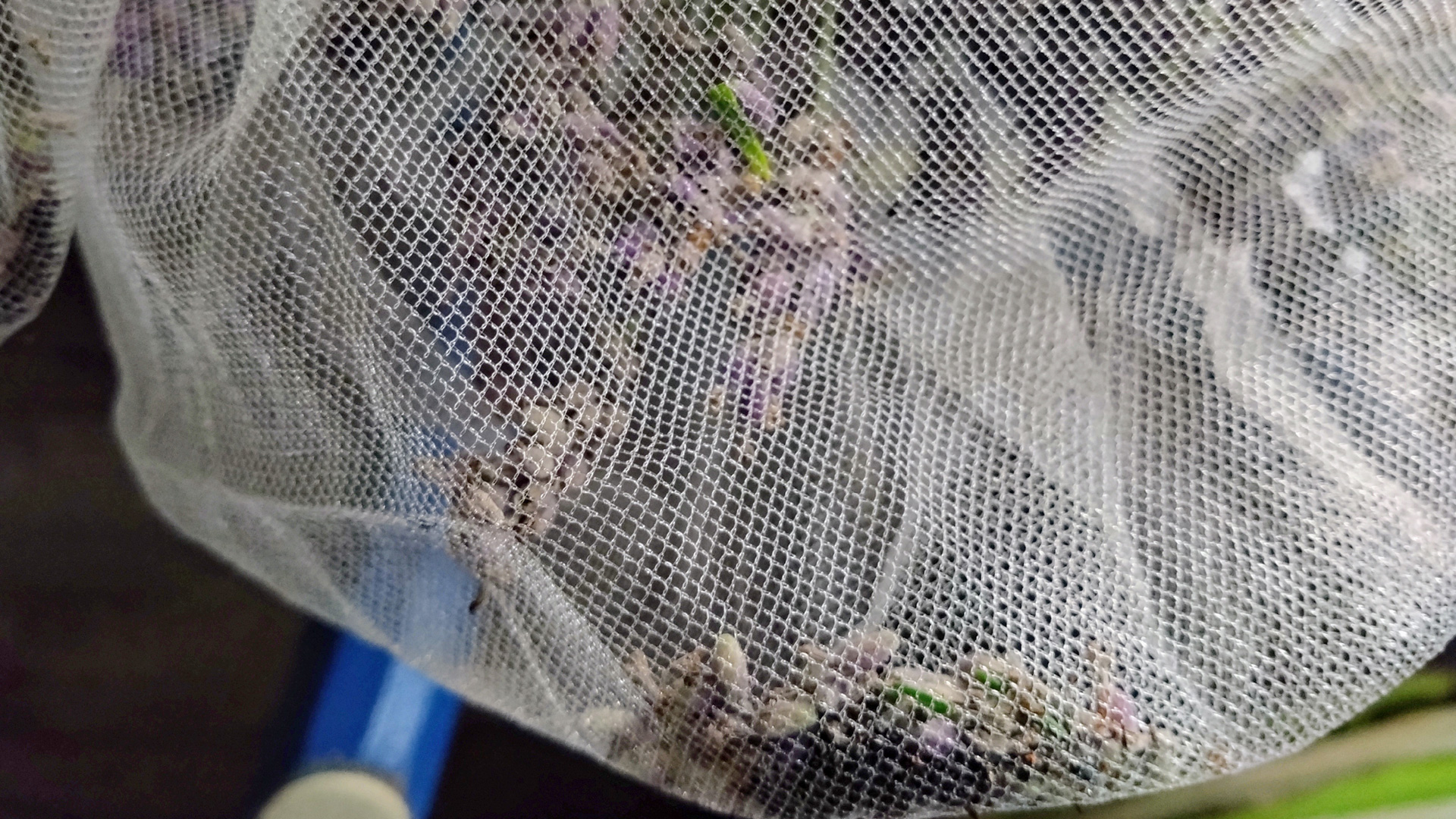 Lavendel im Säckchen trocknen, Detailfoto
