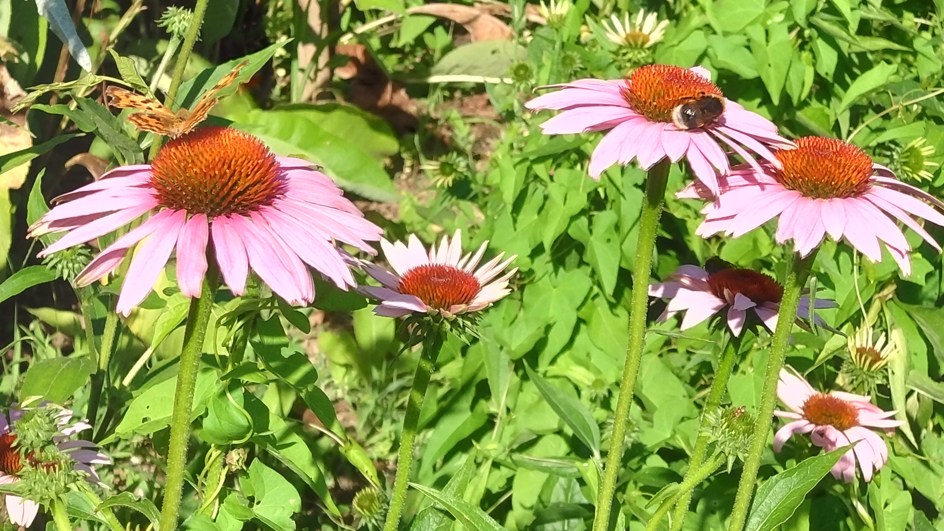 Echinacea