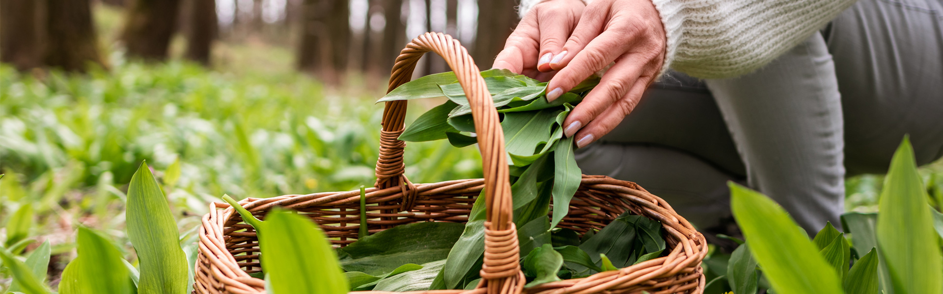 Kräuterwanderungen + Kräuterworkshops in und um Wiesbaden