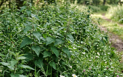 Brennnessel – Das unterschätzte Superfood vor unserer Haustür