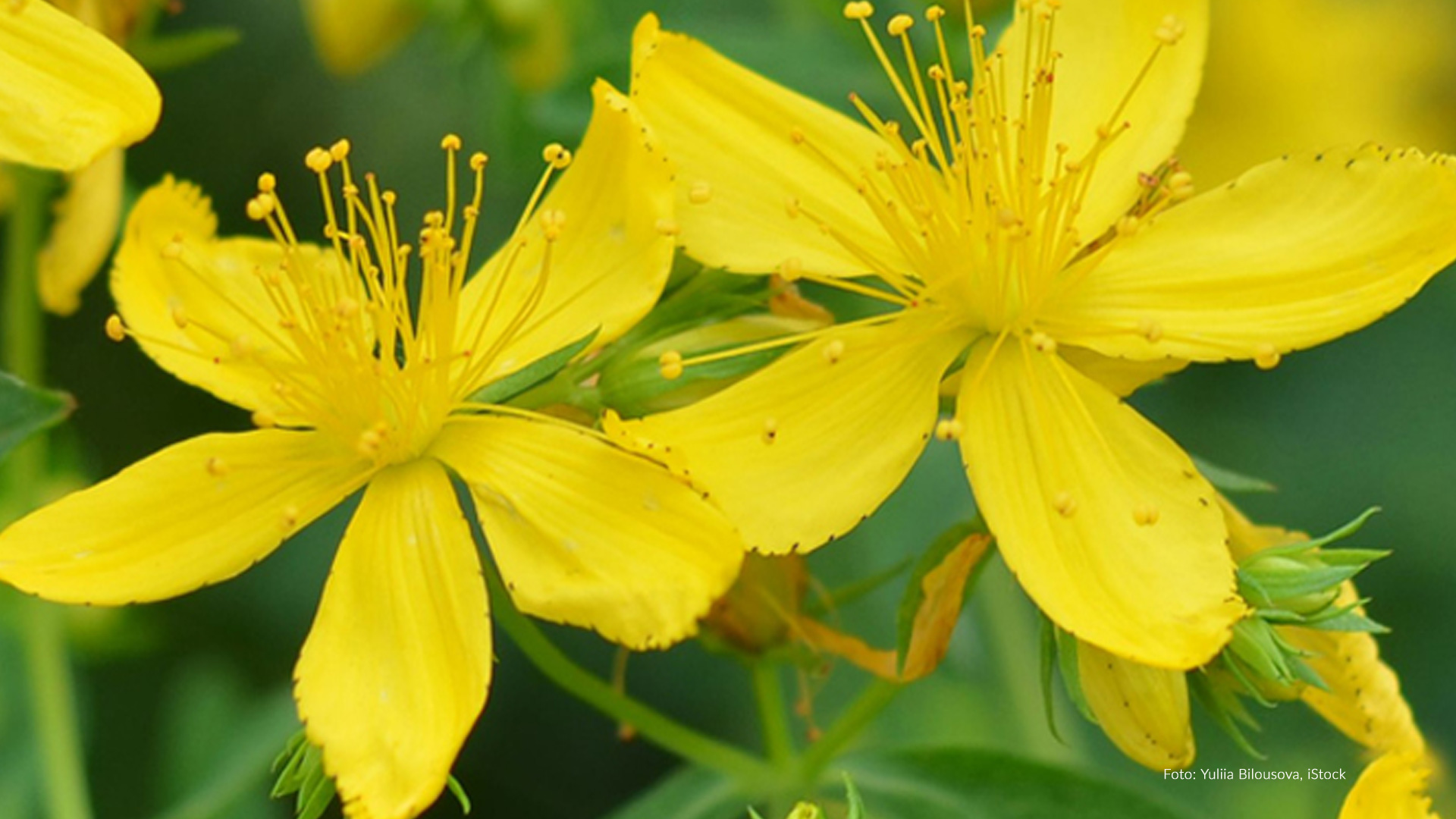 Johanniskraut | Blüten, Detailansicht Johanniskraut | Blüten, Detailansicht