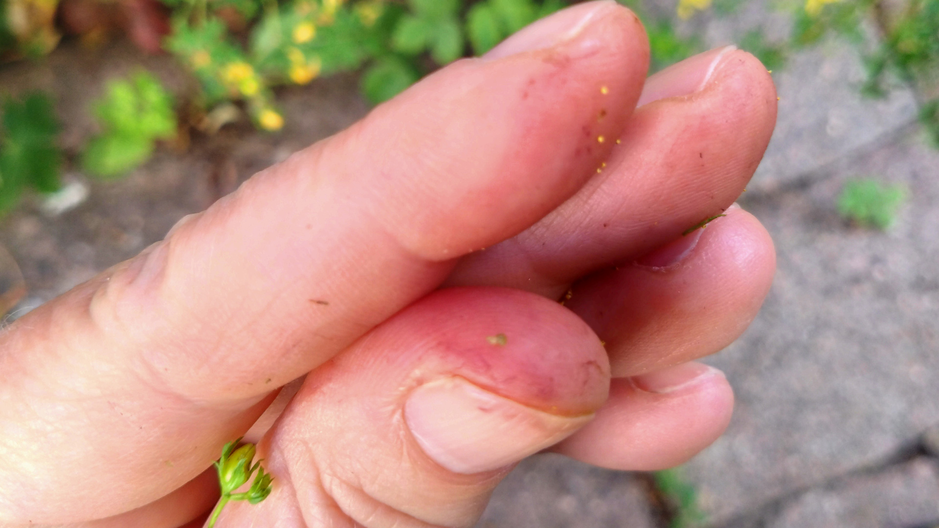 Johanniskraut | rote Finger