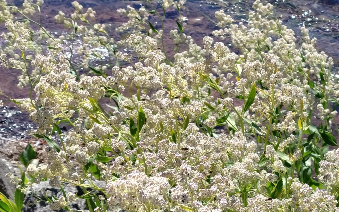 Breitblättrige Kresse (Pfefferkraut) – Wildkraut mit Schärfe