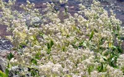 Breitblättrige Kresse (Pfefferkraut) – Wildkraut mit Schärfe