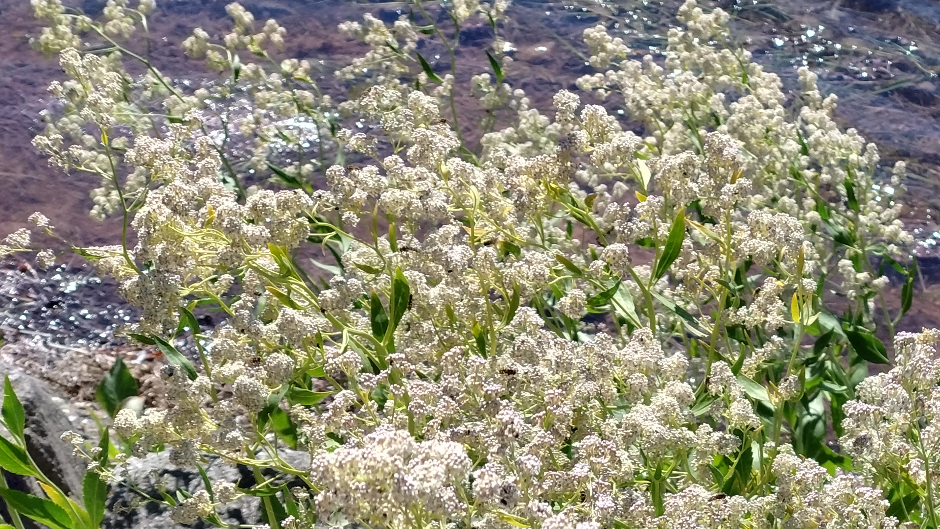 Breitblättrige Kresse (Lepidium latifolium) Breitblättrige Kresse (Lepidium latifolium) mit kleinen weißen Blüten an einem sonnigen Küstenstandort an der Ostsee